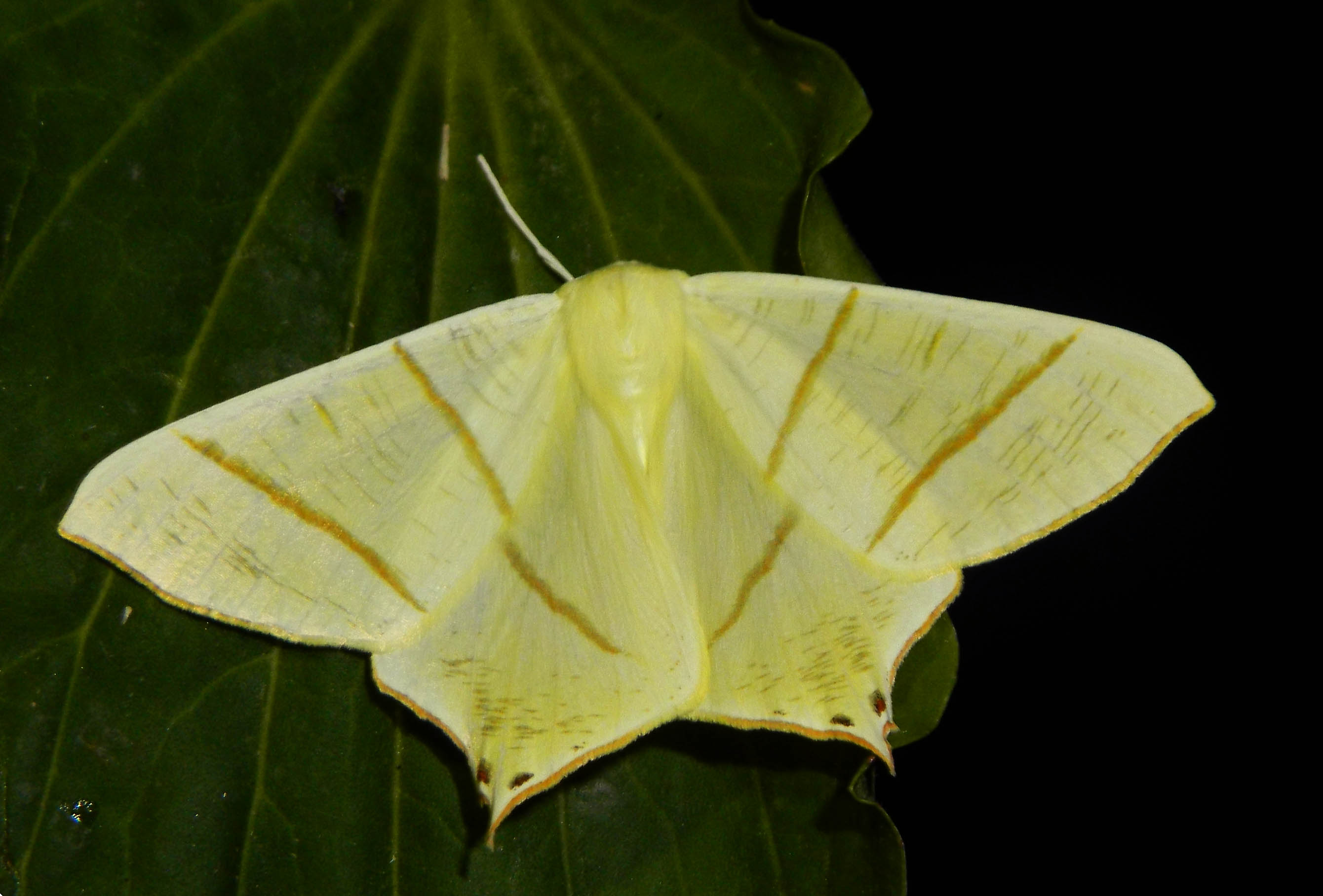 Da Toano: Ourapteryx sambucaria - Geometridae